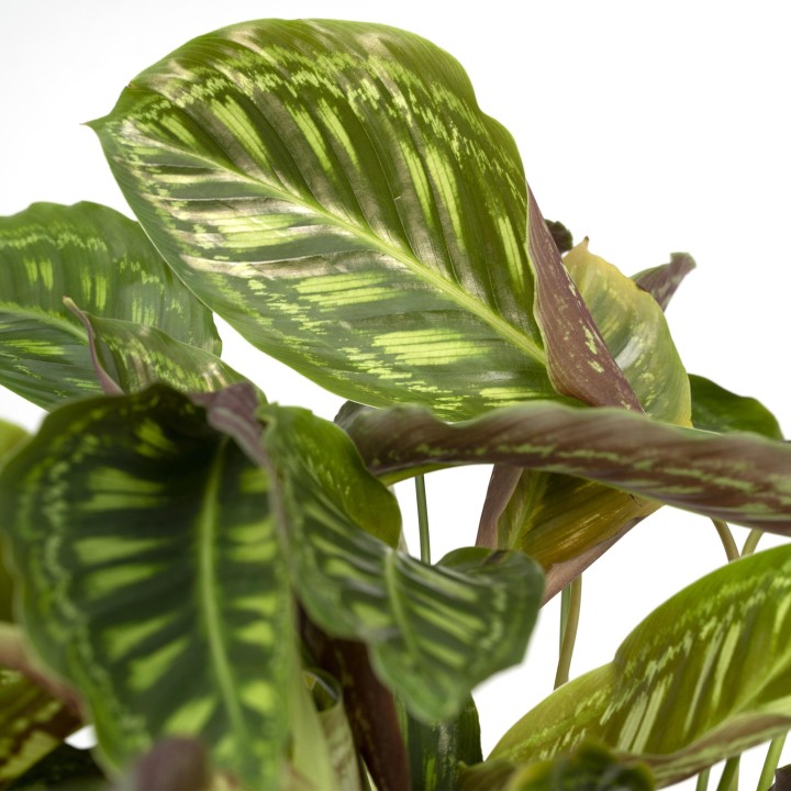 Calathea Flamestar - Peacock Plant - Ø19Cm - ↕75Cm