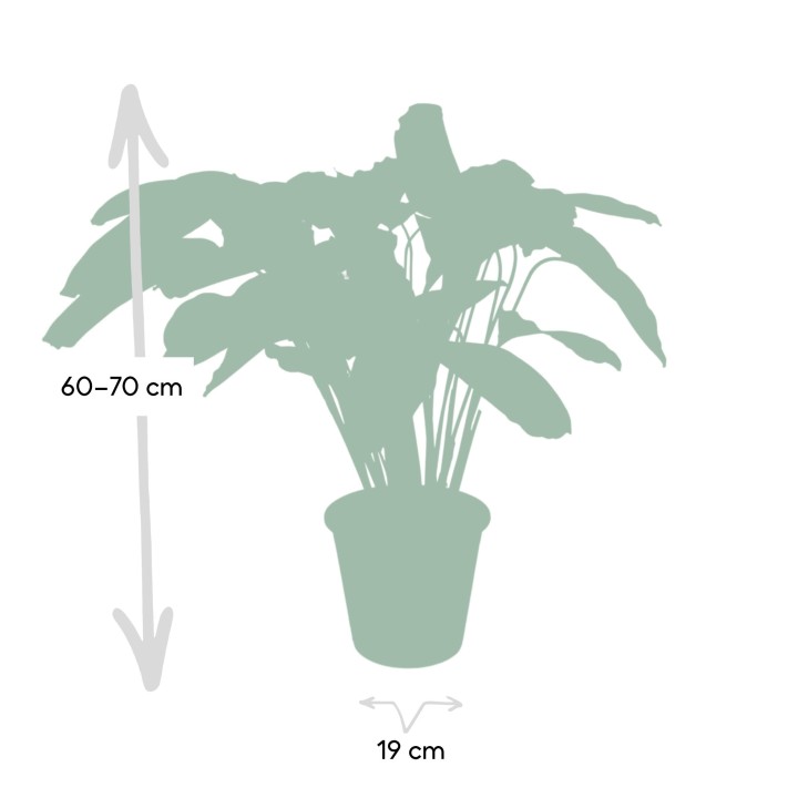 Calathea Flamestar - Peacock Plant - Ø19Cm - ↕75Cm