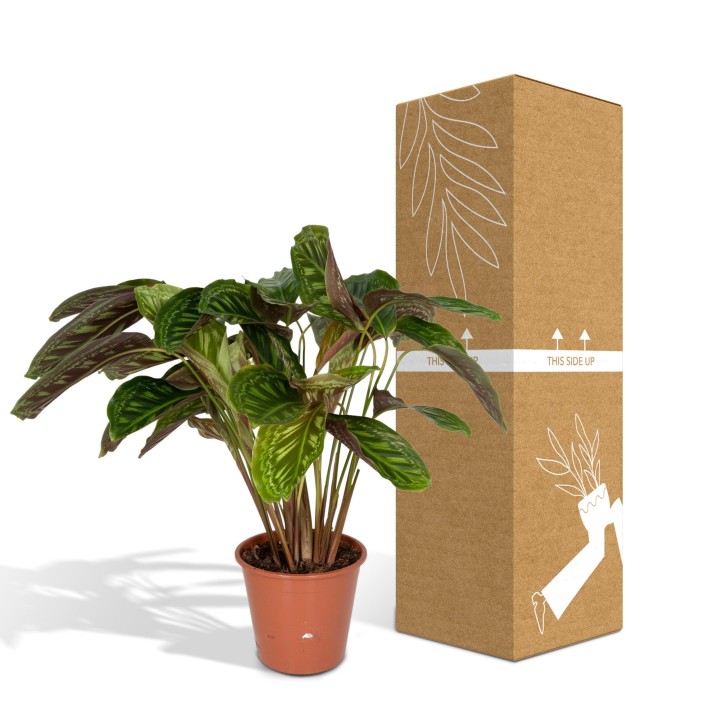 Calathea Flamestar - Peacock Plant - Ø19Cm - ↕75Cm