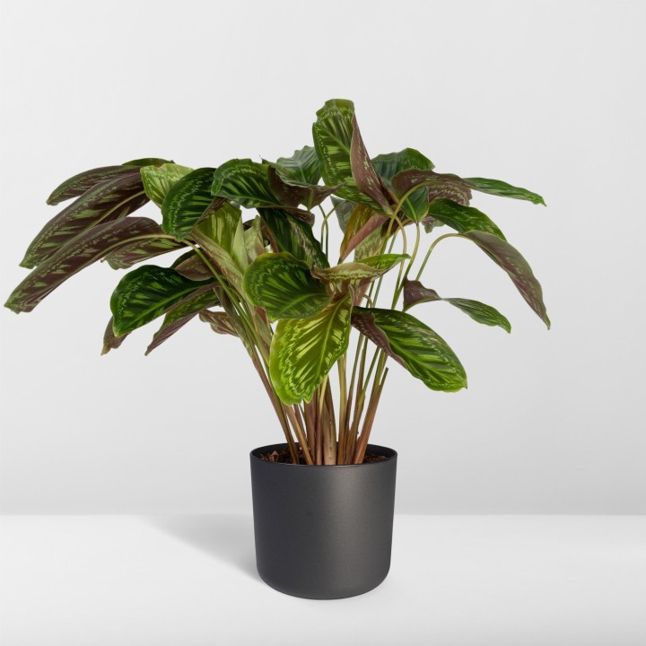 Calathea Flamestar - Peacock Plant - Ø19Cm - ↕75Cm
