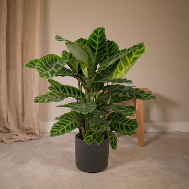 Calathea Zebrina - Peacock Plant - Ø19Cm - ↕80Cm