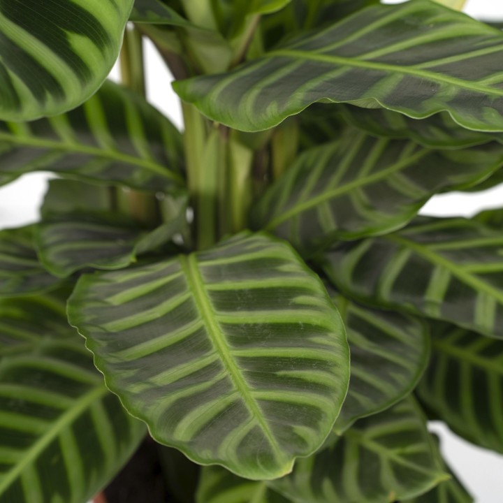 Calathea Zebrina - Peacock Plant - Ø19Cm - ↕80Cm