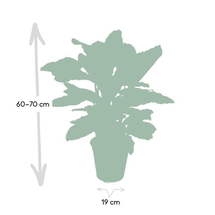 Calathea Zebrina - Peacock Plant - Ø19Cm - ↕80Cm