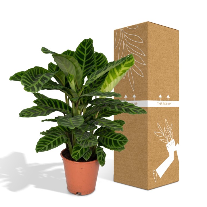 Calathea Zebrina - Peacock Plant - Ø19Cm - ↕80Cm