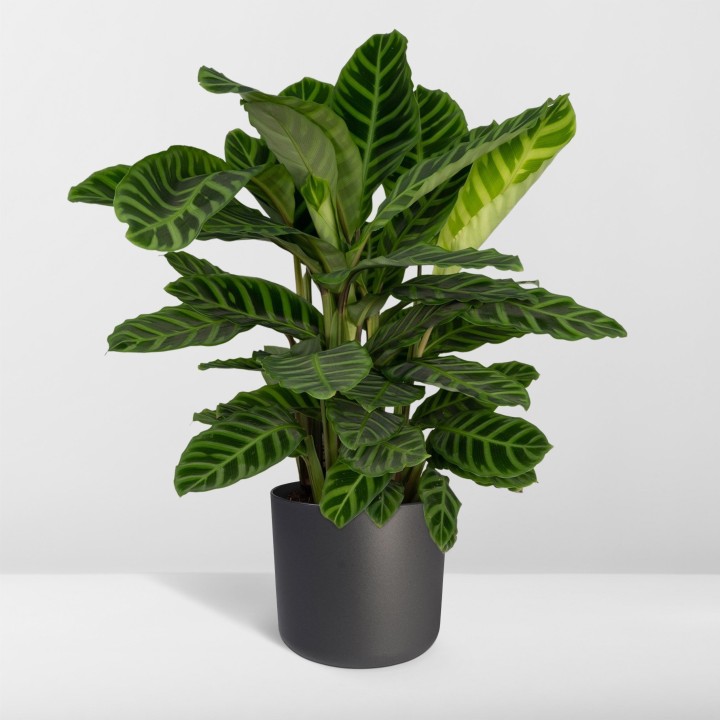 Calathea Zebrina - Peacock Plant - Ø19Cm - ↕80Cm