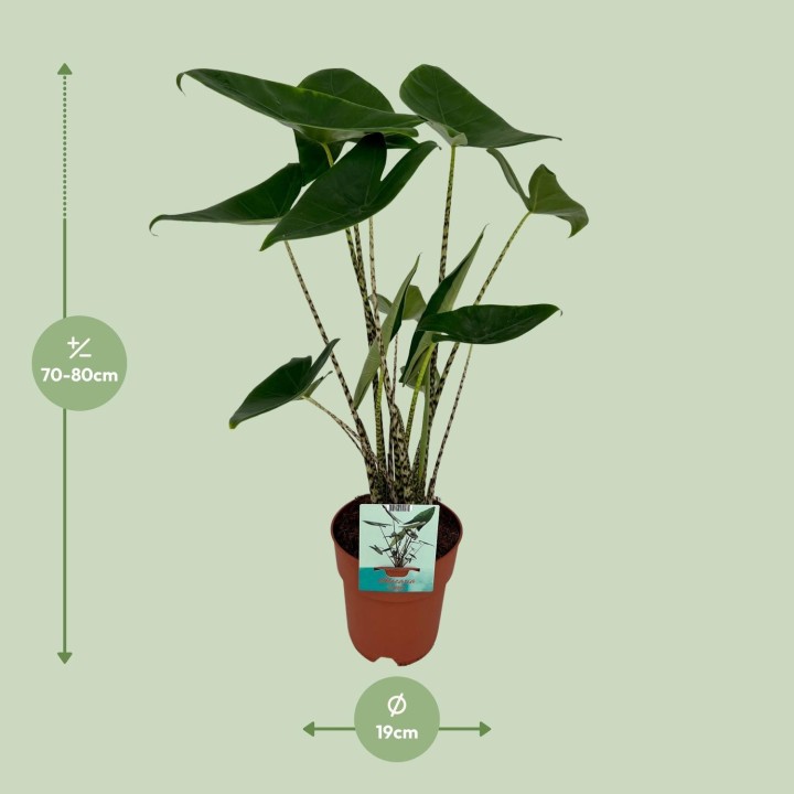 Alocasia Zebrina - Elephant Ear - Ø19Cm - ↕75Cm