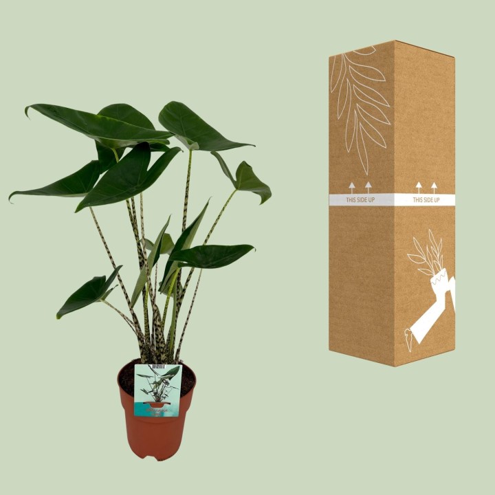 Alocasia Zebrina - Elephant Ear - Ø19Cm - ↕75Cm