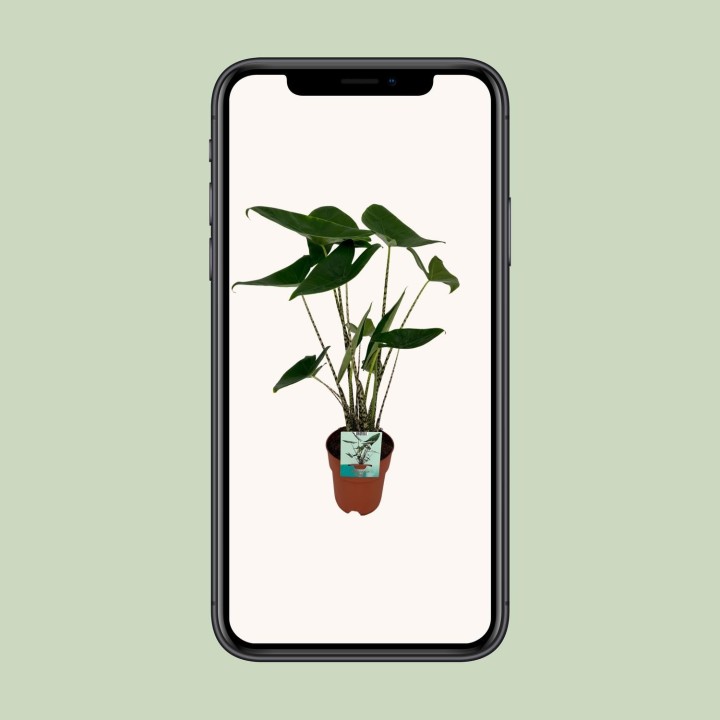Alocasia Zebrina - Elephant Ear - Ø19Cm - ↕75Cm