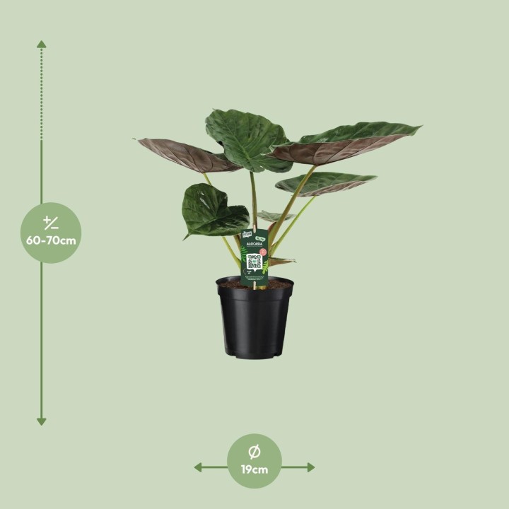 Alocasia Wentii - Elephant Ear - Ø19Cm - ↕70Cm