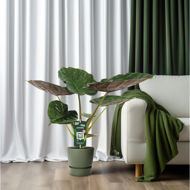 Alocasia Wentii - Elephant Ear - Ø19Cm - ↕70Cm