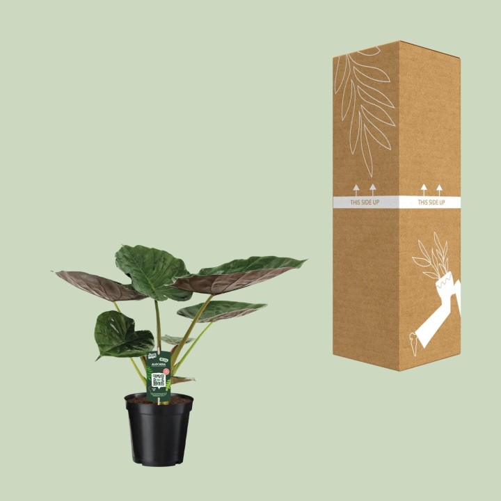 Alocasia Wentii - Elephant Ear - Ø19Cm - ↕70Cm