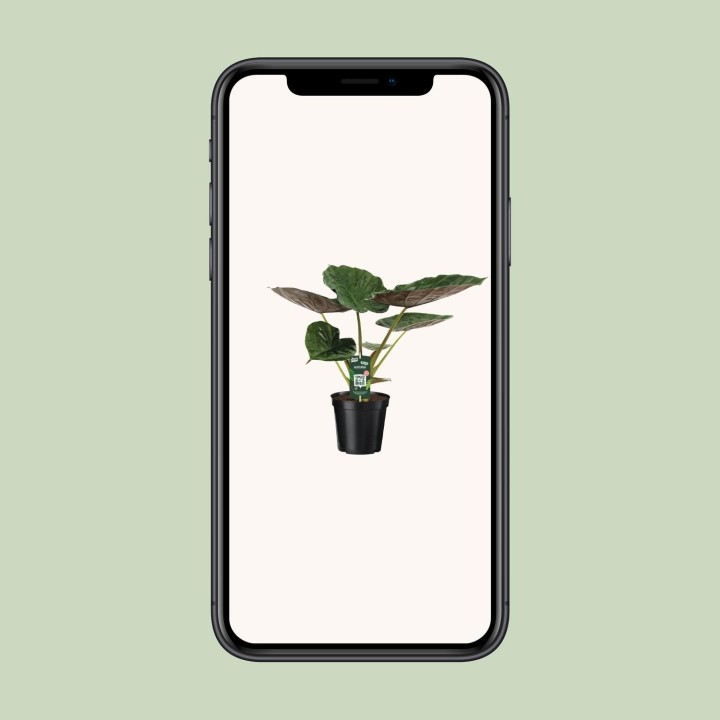 Alocasia Wentii - Elephant Ear - Ø19Cm - ↕70Cm