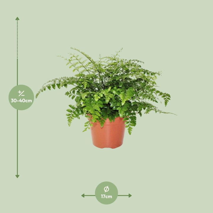 Asplenium Parvati - Ø17Cm - ↕30Cm