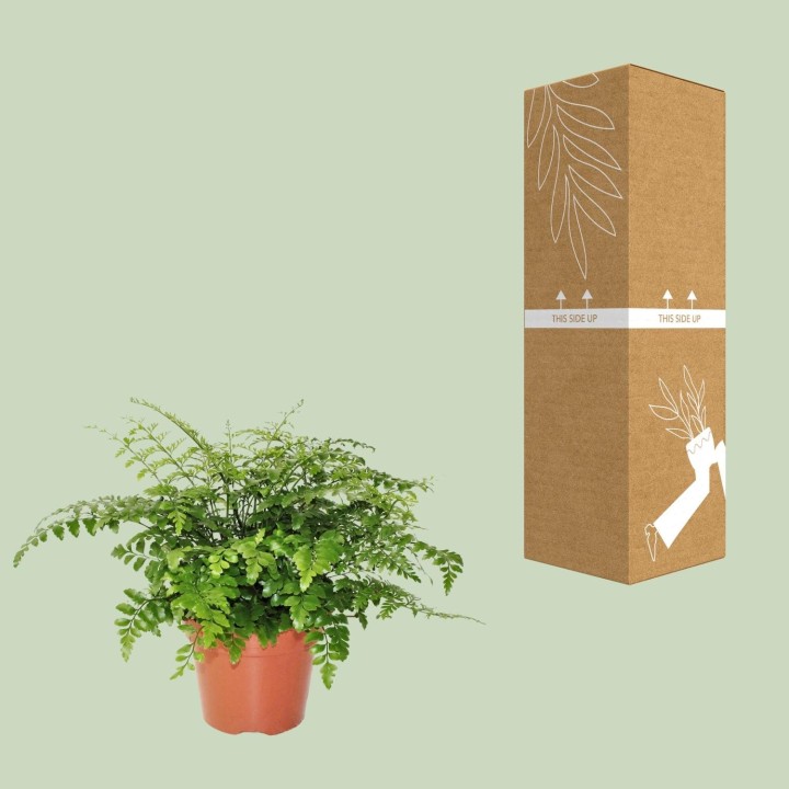 Asplenium Parvati - Ø17Cm - ↕30Cm