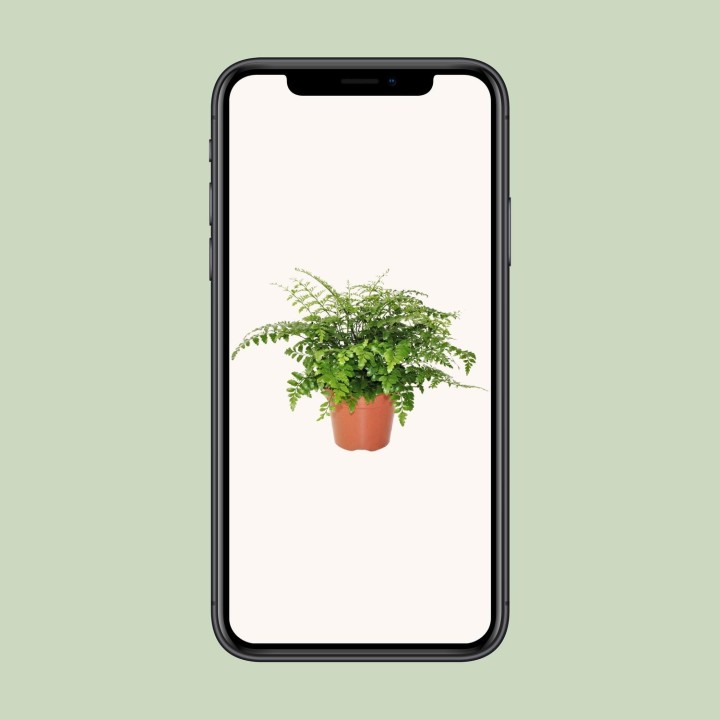 Asplenium Parvati - Ø17Cm - ↕30Cm