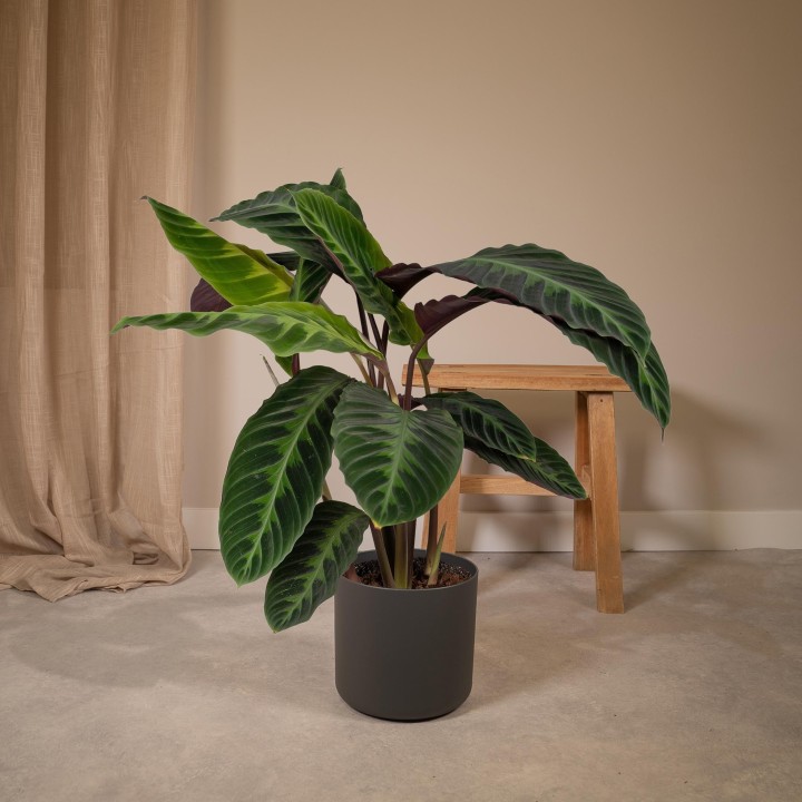 Calathea Warscewiczii - Peacock Plant - Ø19Cm - ↕70Cm