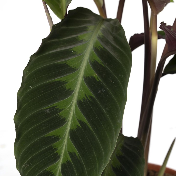 Calathea Warscewiczii - Peacock Plant - Ø19Cm - ↕70Cm