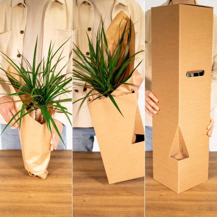 Calathea Warscewiczii - Peacock Plant - Ø19Cm - ↕70Cm