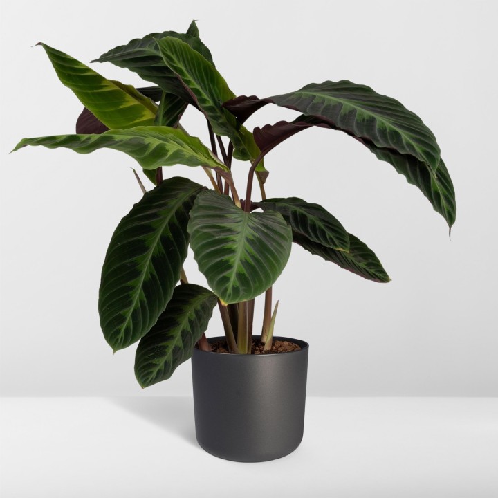 Calathea Warscewiczii - Peacock Plant - Ø19Cm - ↕70Cm