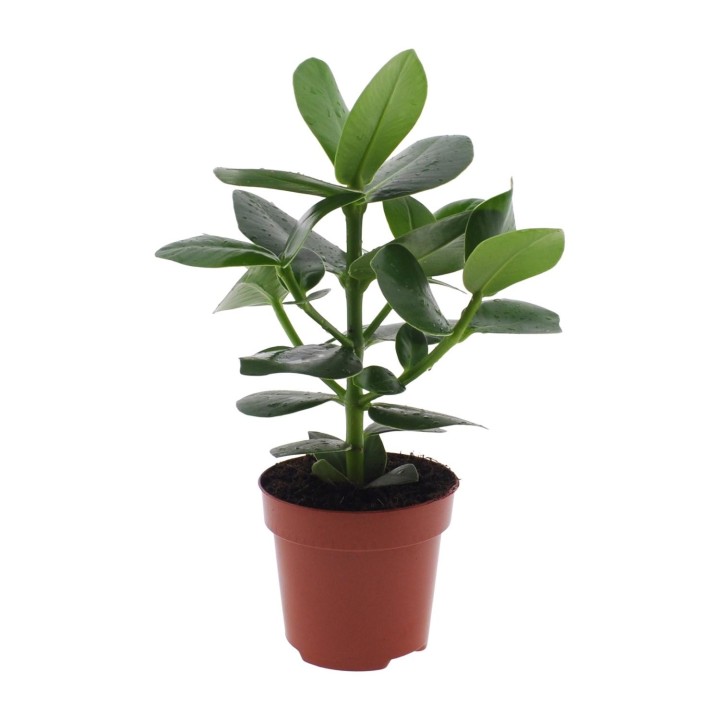 Clusia Rosea Princess