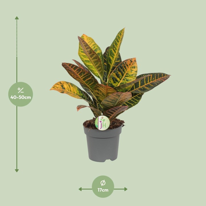Codiaeum Petra - Croton - Ø17Cm - ↕45Cm