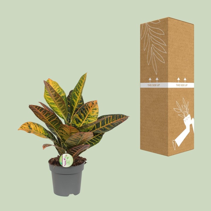 Codiaeum Petra - Croton - Ø17Cm - ↕45Cm