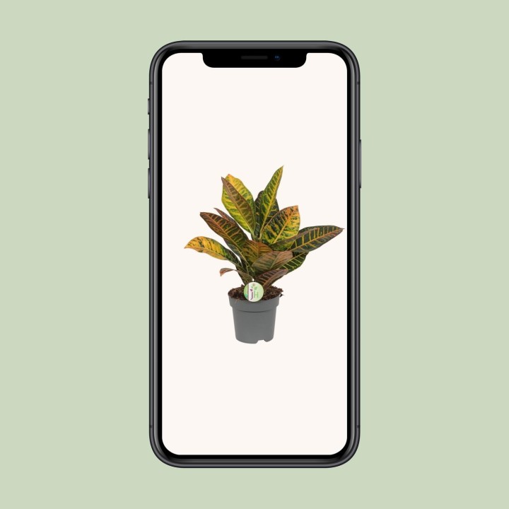 Codiaeum Petra - Croton - Ø17Cm - ↕45Cm