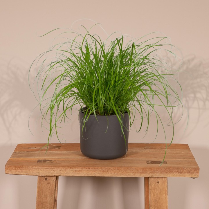 Cyperus Alternifolius - Cat Grass - Ø12Cm - ↕20Cm