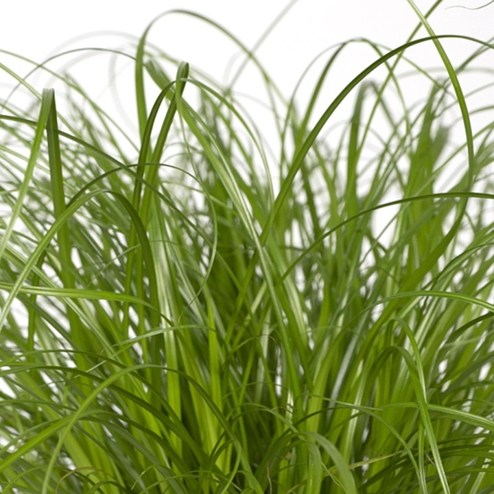 Cyperus Alternifolius - Cat Grass - Ø12Cm - ↕20Cm