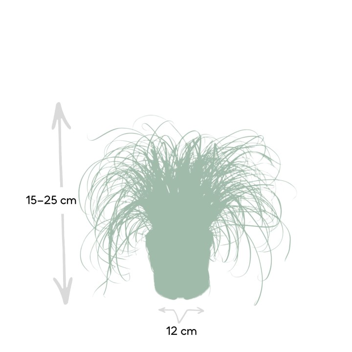 Cyperus Alternifolius - Cat Grass - Ø12Cm - ↕20Cm