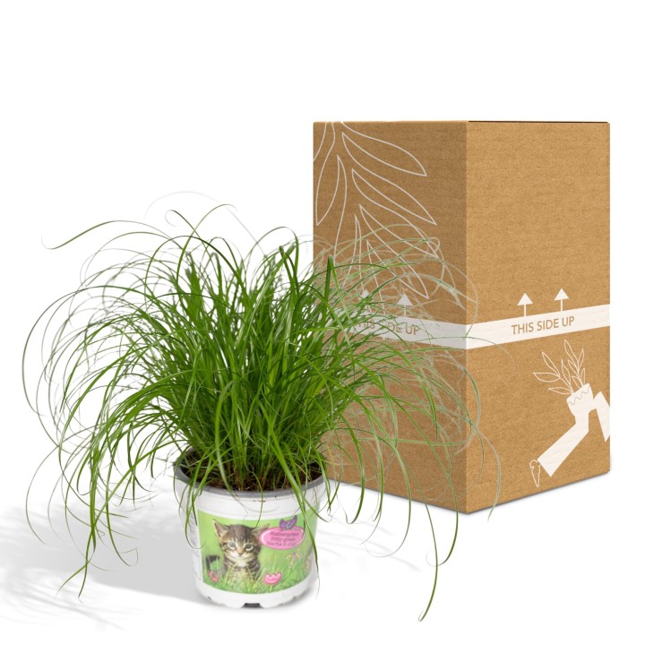 Cyperus Alternifolius - Cat Grass - Ø12Cm - ↕20Cm