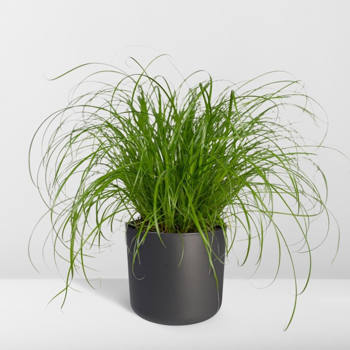 Cyperus Alternifolius - Cat Grass - Ø12Cm - ↕20Cm