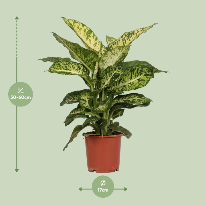 Dieffenbachia Mars - Ø17Cm - ↕50Cm