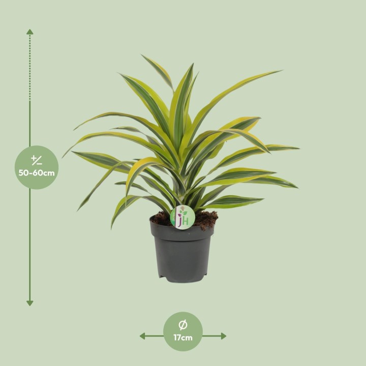 Dracaena Fragrans Lemon Lime - Ø17Cm - ↕40Cm