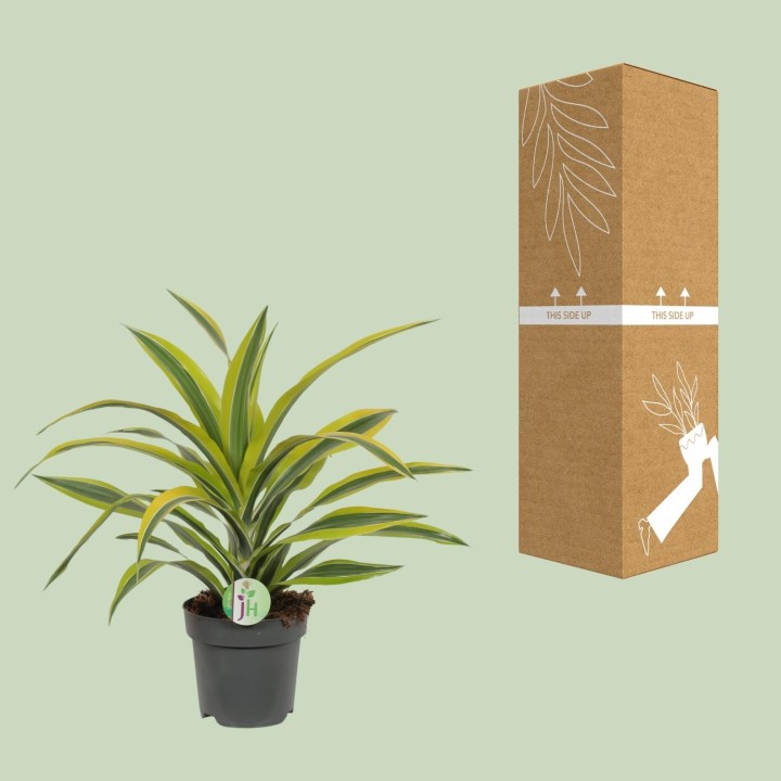 Dracaena Fragrans Lemon Lime - Ø17Cm - ↕40Cm