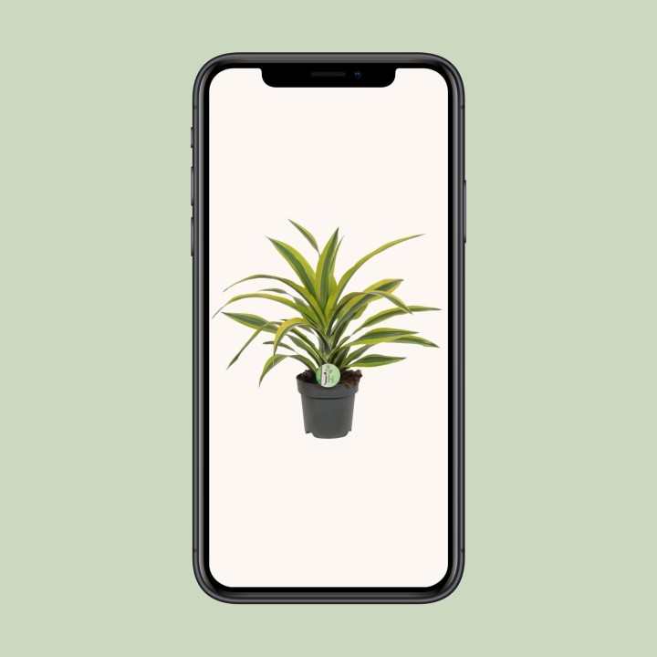 Dracaena Fragrans Lemon Lime - Ø17Cm - ↕40Cm