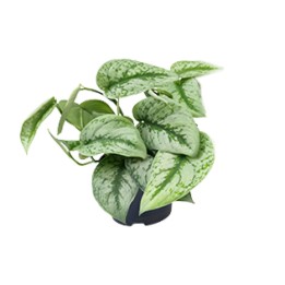 Scindapsus Pictus Trebie - Ø15Cm - ↕25Cm