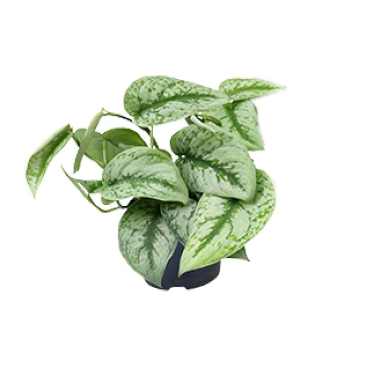 Scindapsus Pictus Trebie - Ø15Cm - ↕25Cm