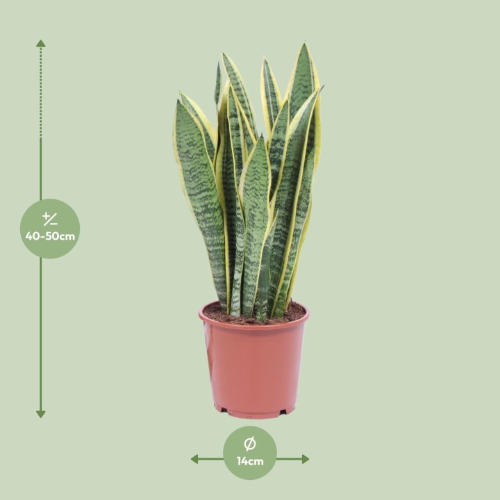 Sansevieria Trifasciata Laurentii - Ø14Cm - ↕40Cm