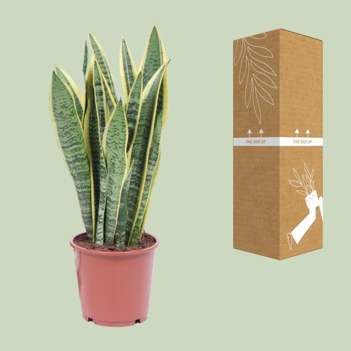 Sansevieria Trifasciata Laurentii - Ø14Cm - ↕40Cm