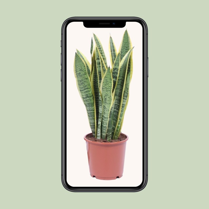 Sansevieria Trifasciata Laurentii - Ø14Cm - ↕40Cm