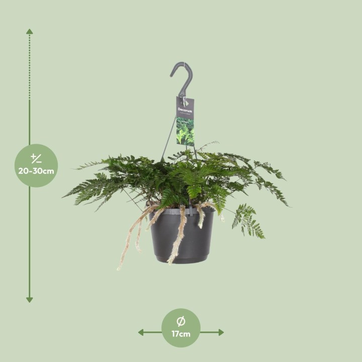 Humata Tyermannii - Ø17Cm - ↕20Cm