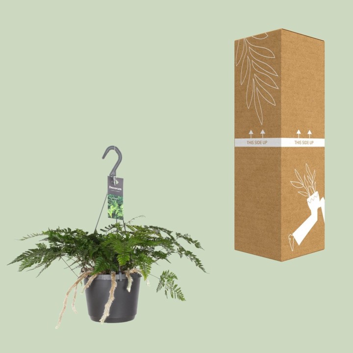 Humata Tyermannii - Ø17Cm - ↕20Cm