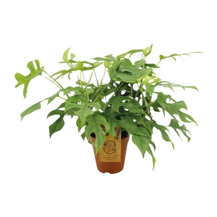 Monstera Minima - Ø15Cm - ↕25Cm