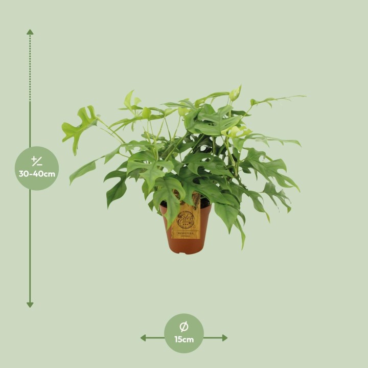 Monstera Minima - Ø15Cm - ↕25Cm