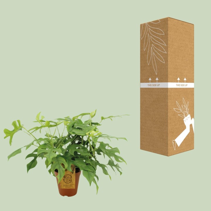 Monstera Minima - Ø15Cm - ↕25Cm