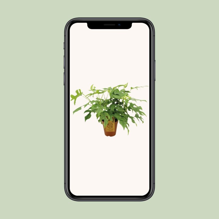 Monstera Minima - Ø15Cm - ↕25Cm