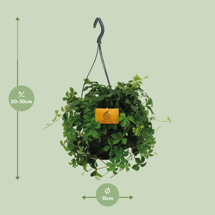 Parthenocissus Striatha Hang - Ø15Cm - ↕15Cm
