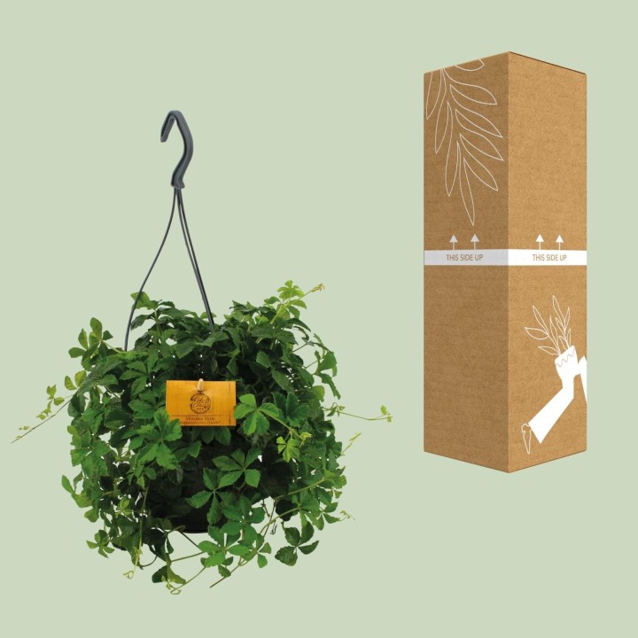 Parthenocissus Striatha Hang - Ø15Cm - ↕15Cm