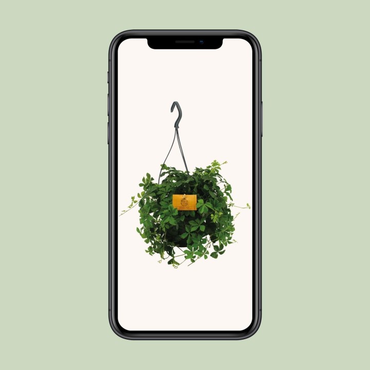 Parthenocissus Striatha Hang - Ø15Cm - ↕15Cm